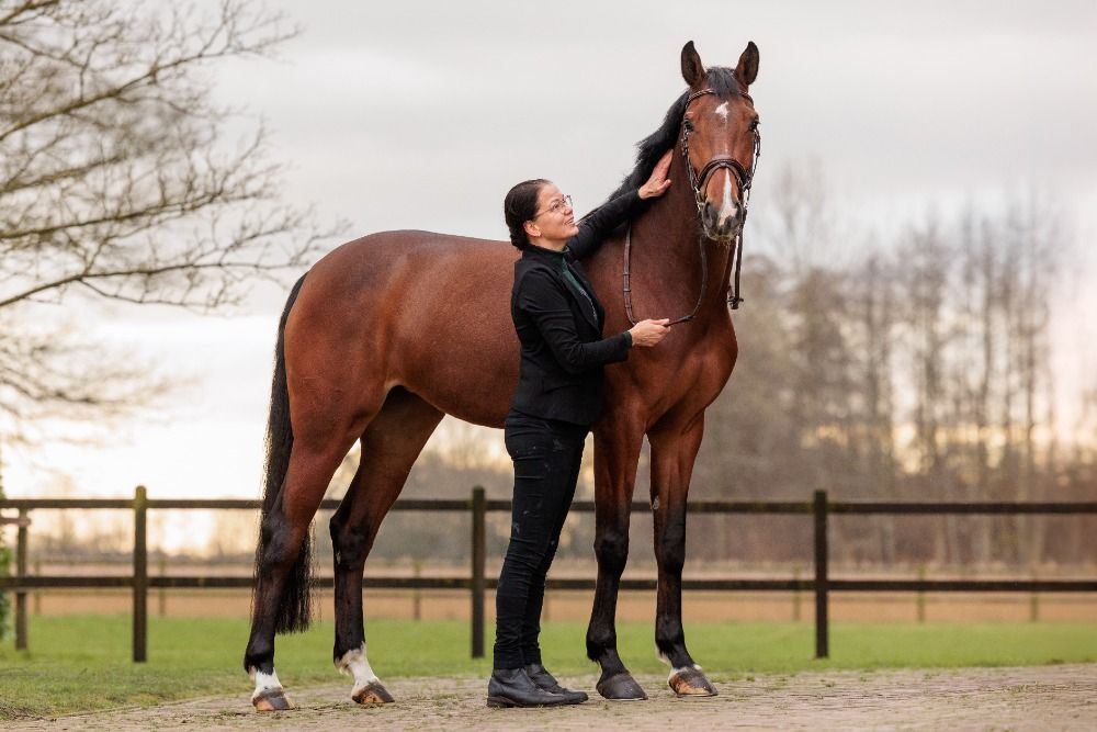 BWP springpaard Merrie 5 jaar Donkerbruin te koop - Foto 3
