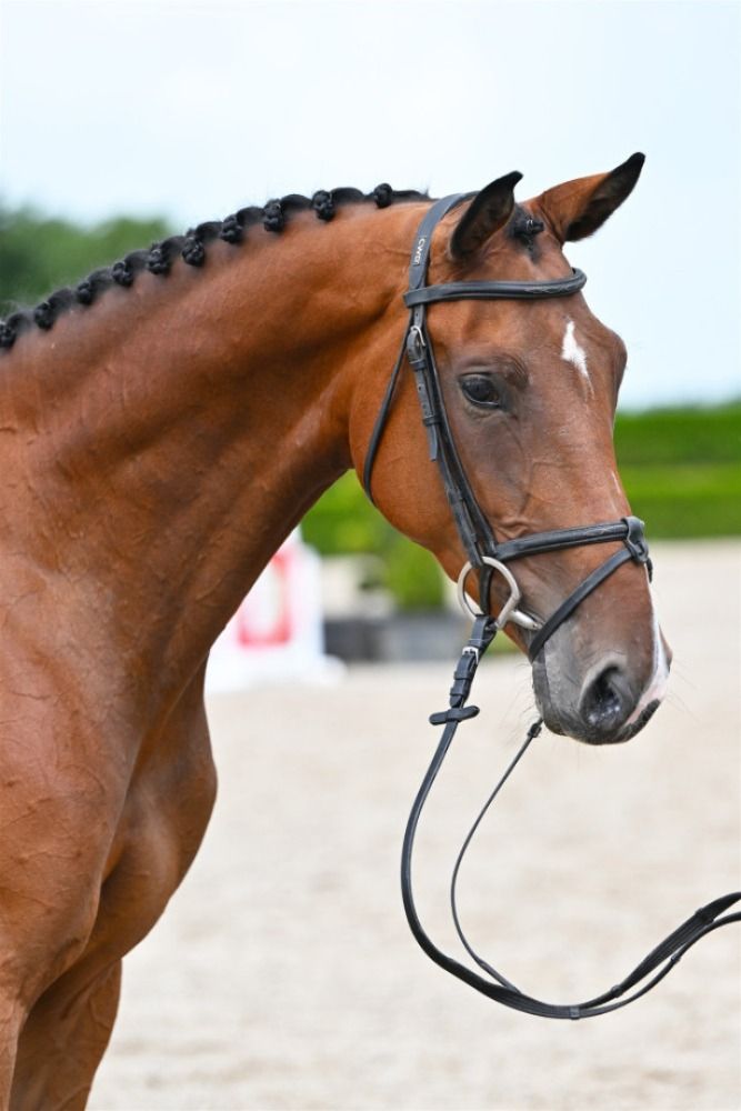 BWP springpaard Merrie 5 jaar Donkerbruin te koop - Hoofdfoto