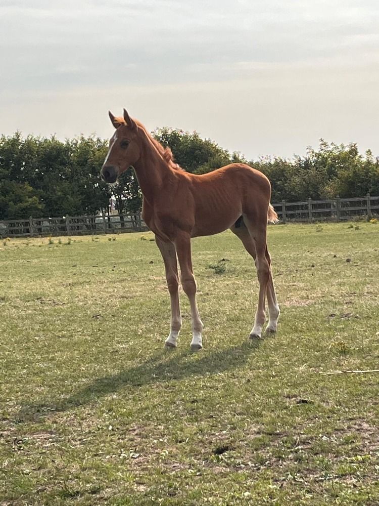 Zangersheide springpaard Vos te koop - Foto 2