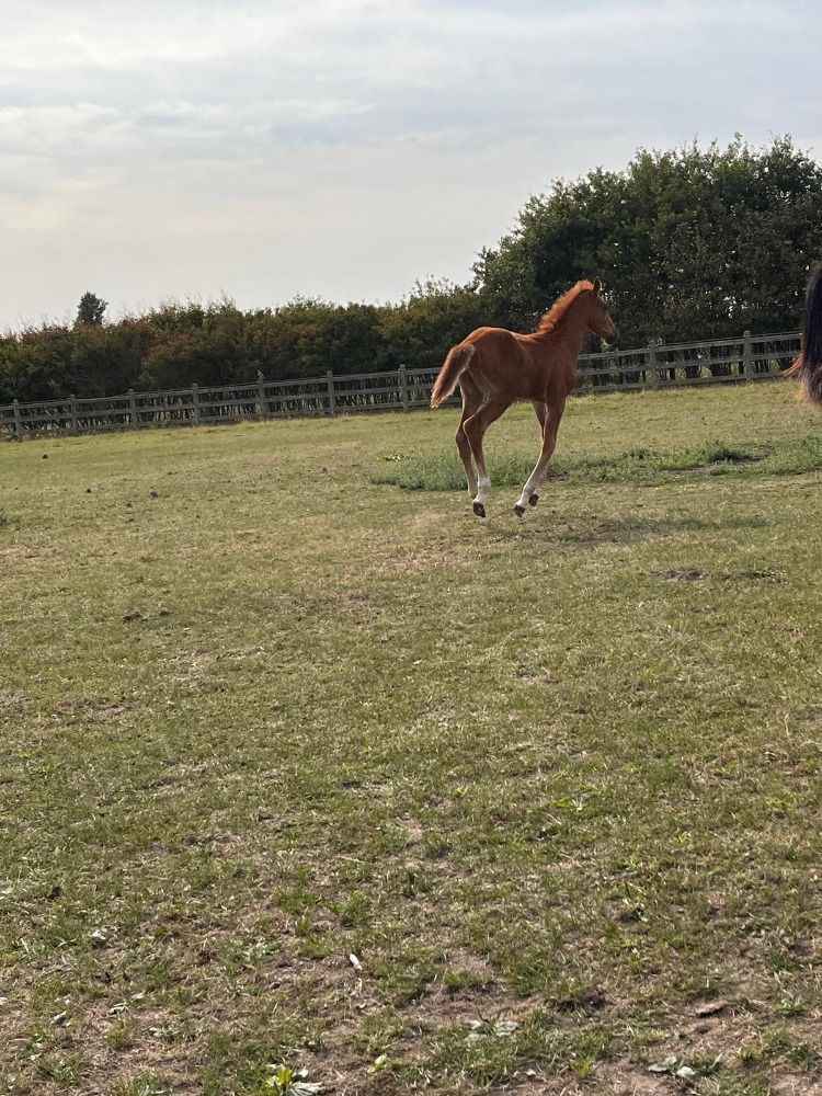 Zangersheide springpaard Vos te koop - Foto 3