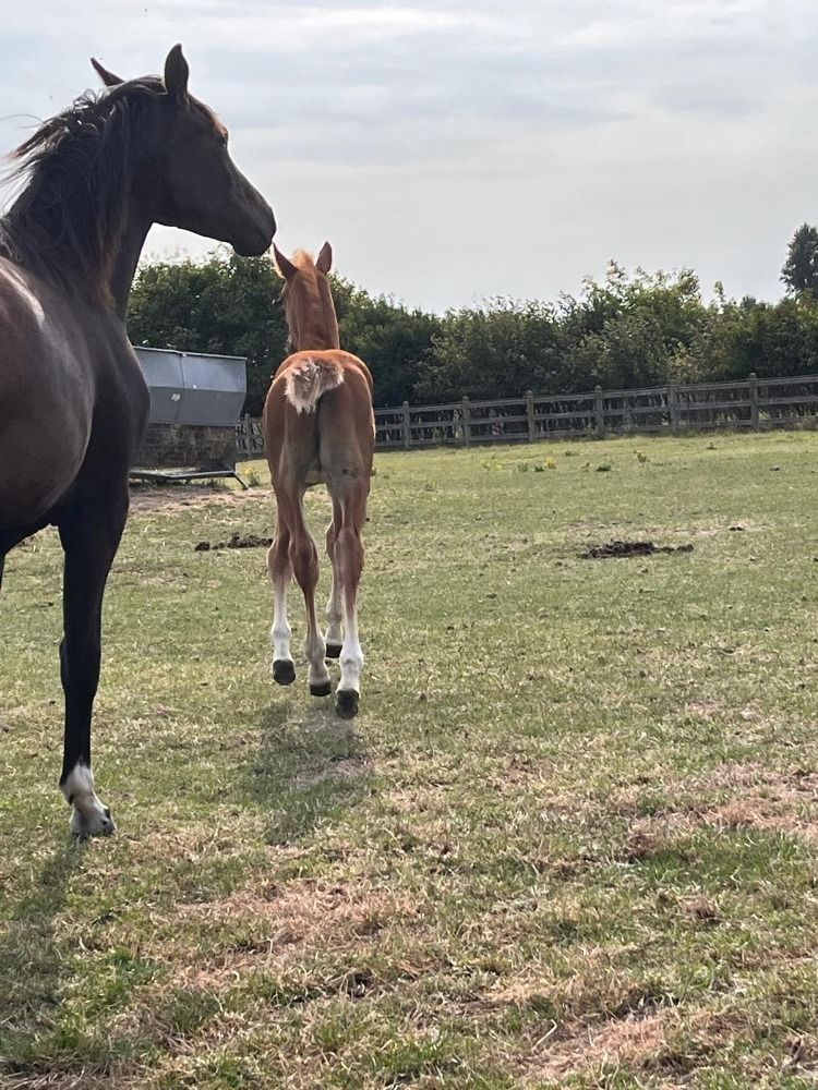 Zangersheide springpaard Vos te koop - Foto 6