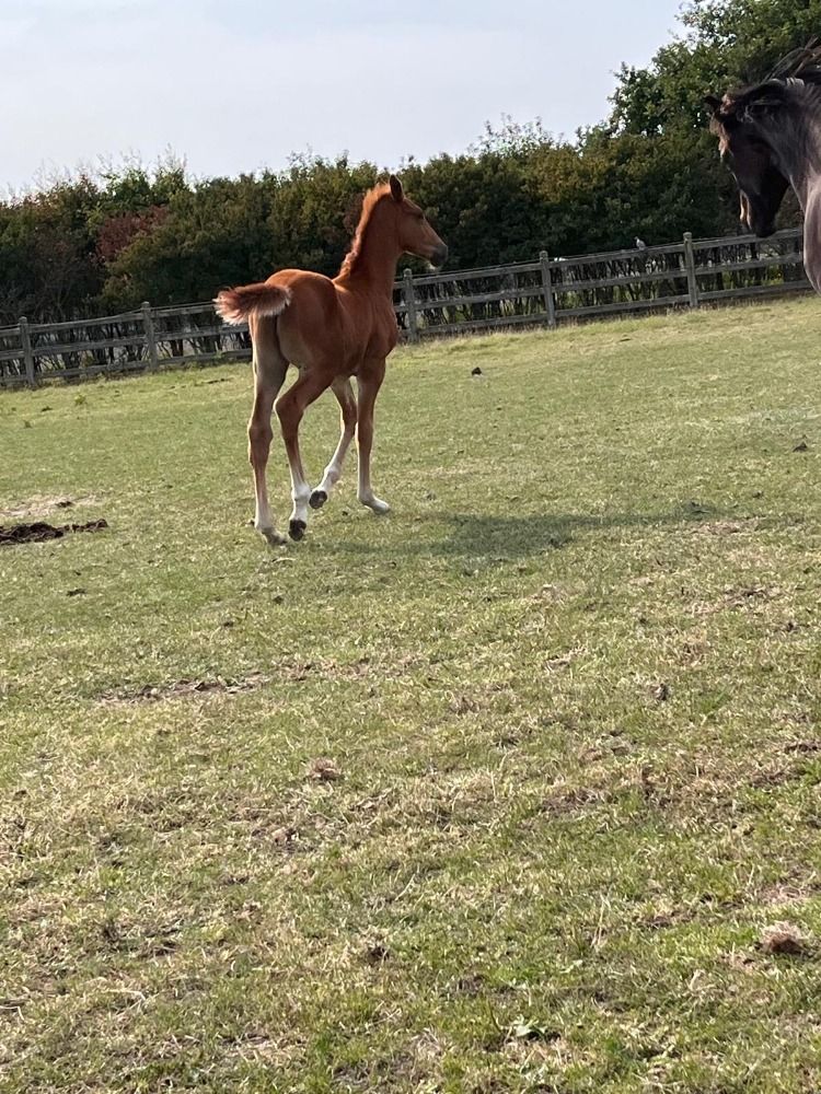 Zangersheide springpaard Vos te koop - Foto 4