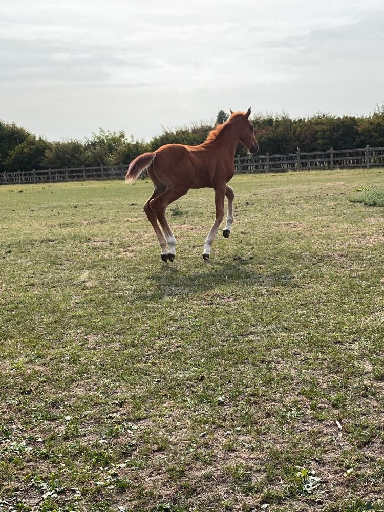 Zangersheide springpaard Vos te koop - Foto 5