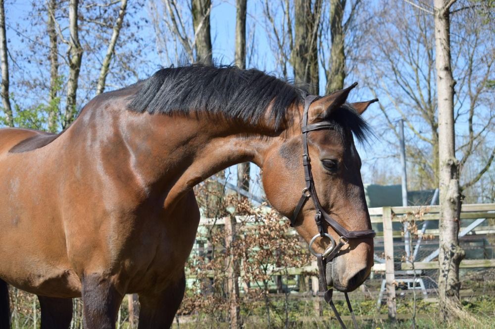 Holstein fokmerrie Merrie 14 jaar te koop - Foto 6
