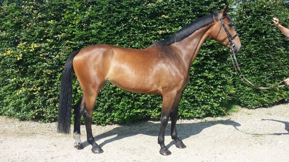 Holstein fokmerrie Merrie 14 jaar te koop - Foto 3