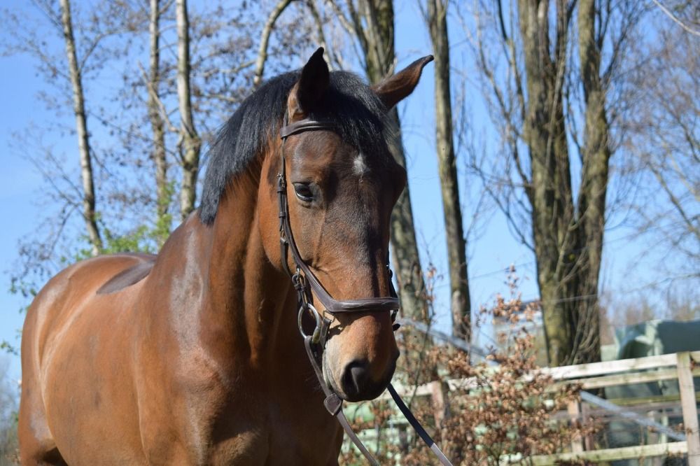14 jarige fokmerrie, springen, holstein