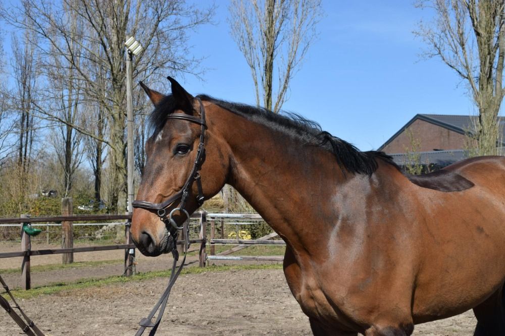 Holstein fokmerrie Merrie 14 jaar te koop - Foto 5