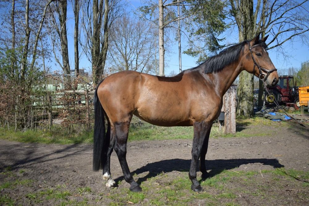 Holstein fokmerrie Merrie 14 jaar te koop - Foto 2