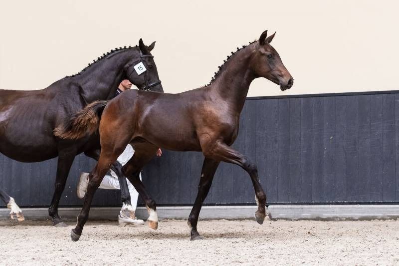 BWP dressuurpaard Merrie 17 jaar Zwart te koop - Foto 4