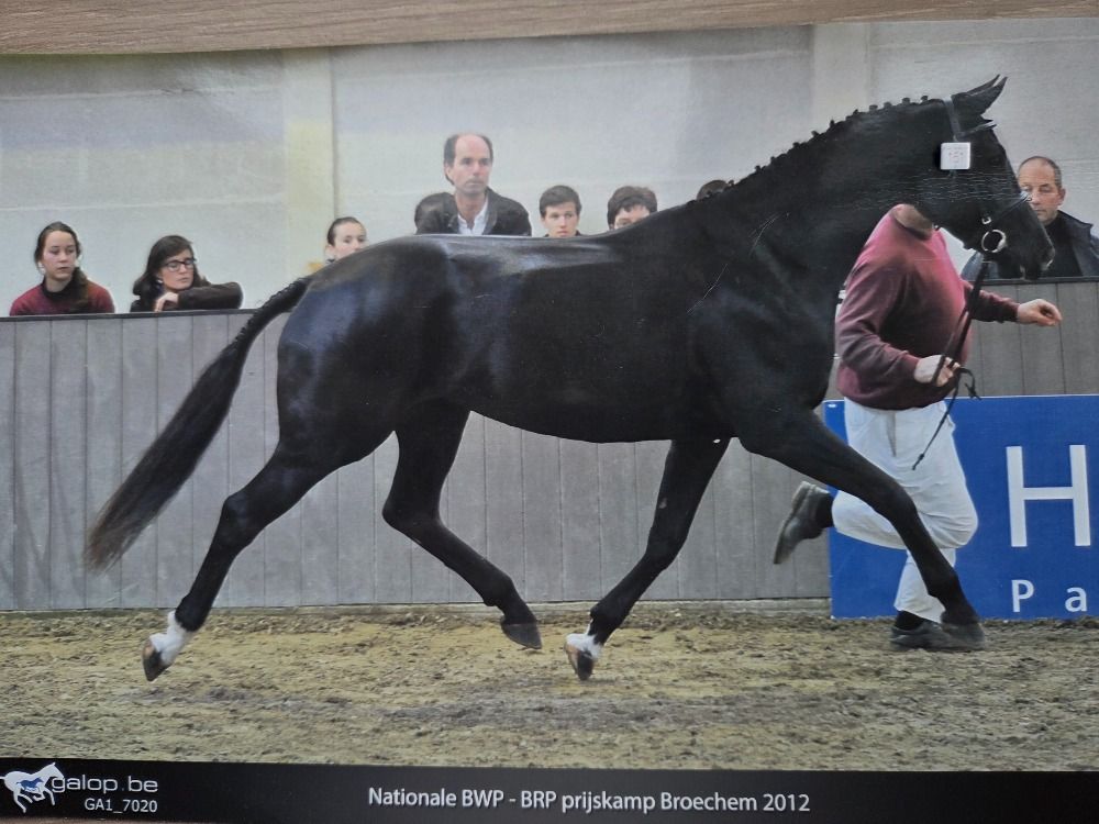 BWP dressuurpaard Merrie 17 jaar Zwart te koop - Hoofdfoto
