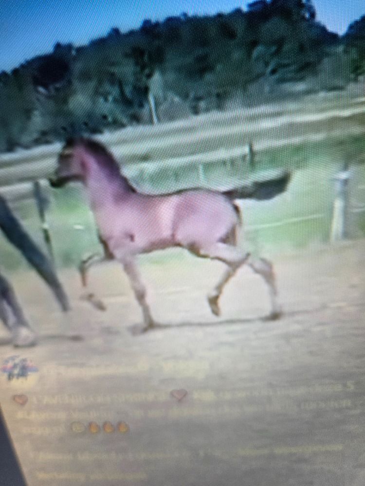 BWP dressuurpaard Merrie 17 jaar Zwart te koop - Foto 3
