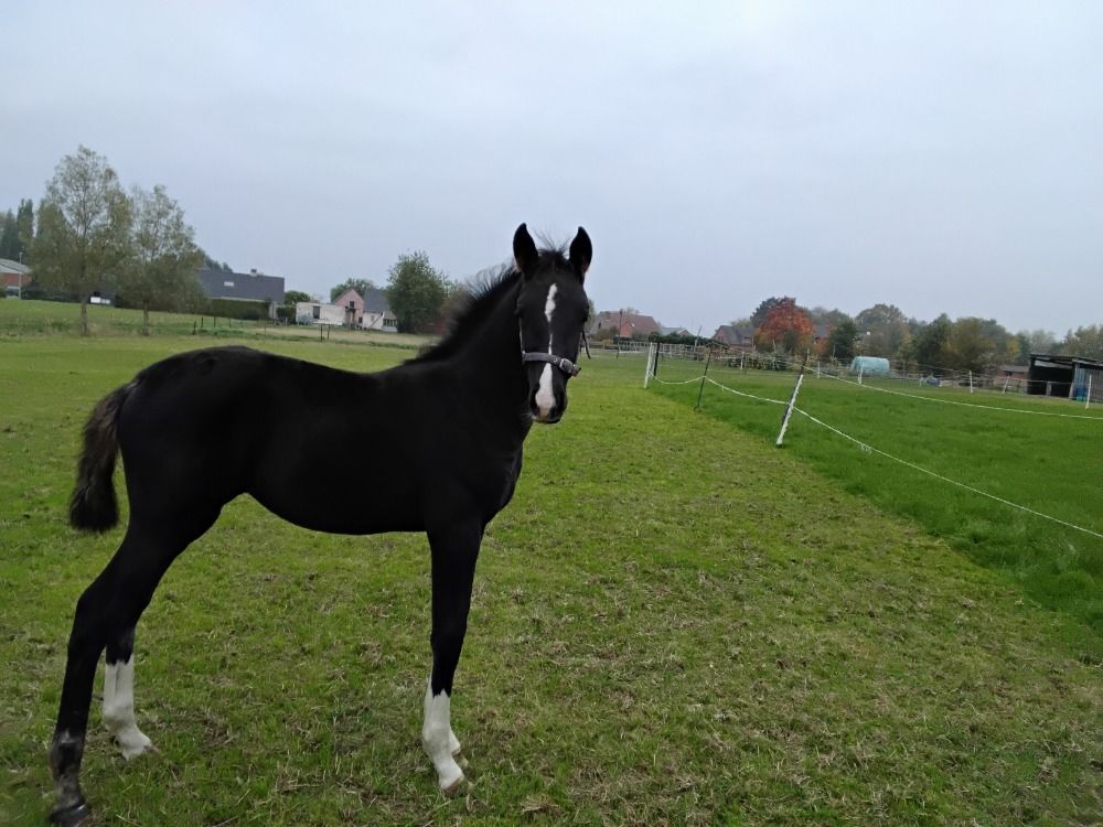 BWP dressuurpaard Merrie 17 jaar Zwart te koop - Foto 2