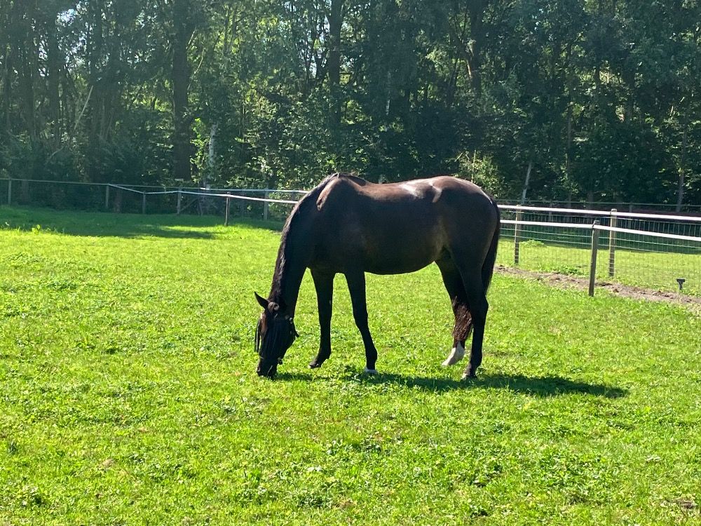 Goudeerlijke merrie