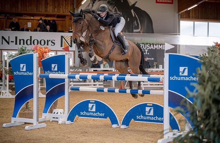 KWPN recreatie paard Merrie 16 jaar Donkerbruin te koop - Foto 2