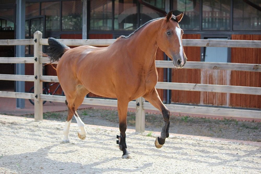 4 jarige merrie Hardrock Z x For Pleasure
