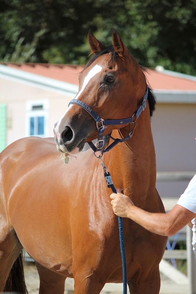 BWP springpaard Merrie 4 jaar Bruin te koop - Foto 5