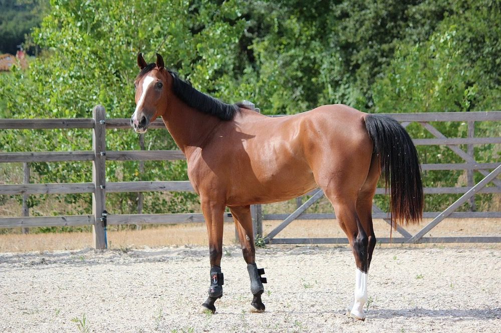 BWP springpaard Merrie 4 jaar Bruin te koop - Foto 2