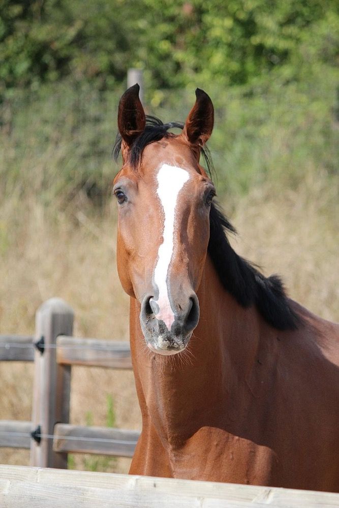 BWP springpaard Merrie 4 jaar Bruin te koop - Foto 3