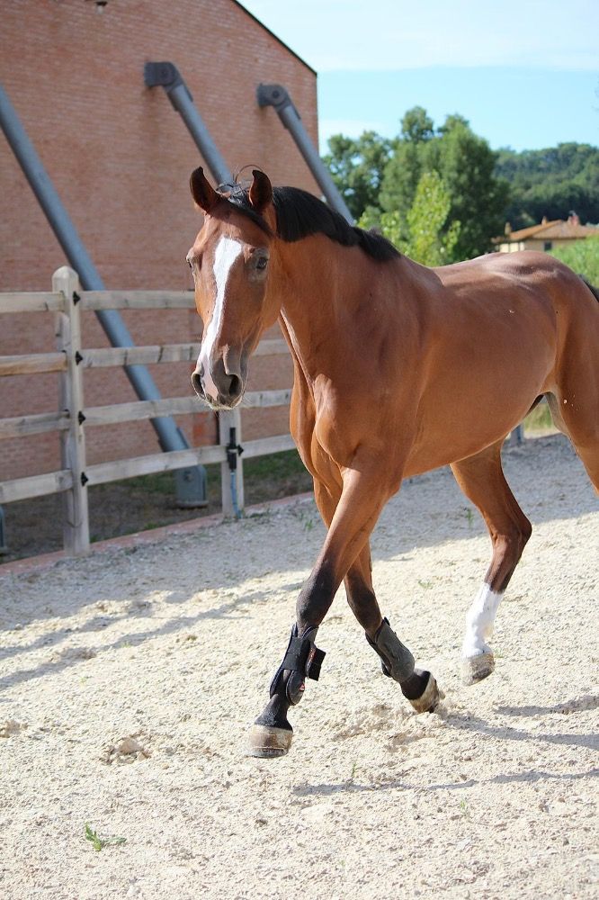 BWP springpaard Merrie 4 jaar Bruin te koop - Foto 4