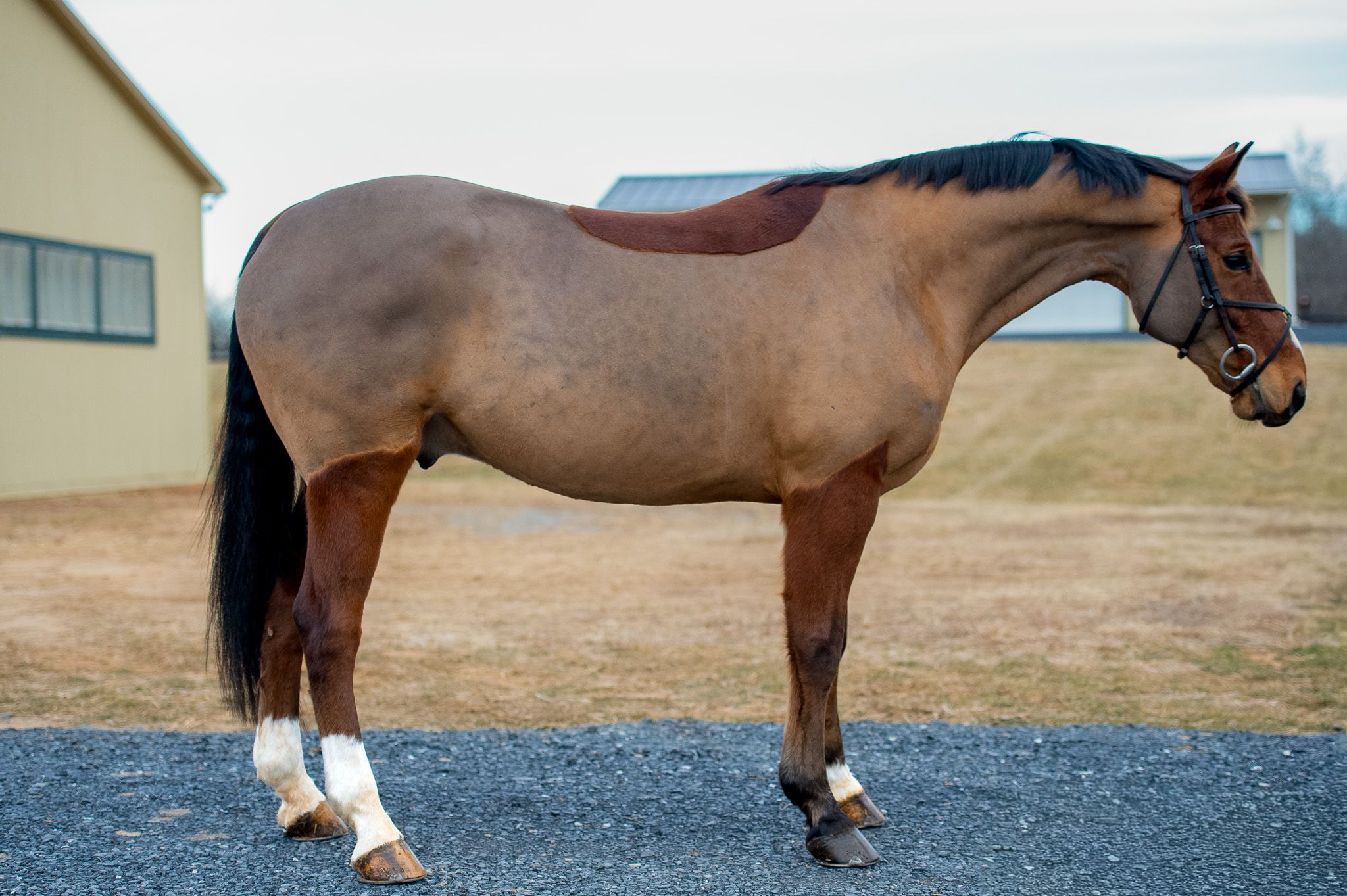 Belgian Warmblood springpaard gelding 7 岁 Bay 出售 - 照片 2
