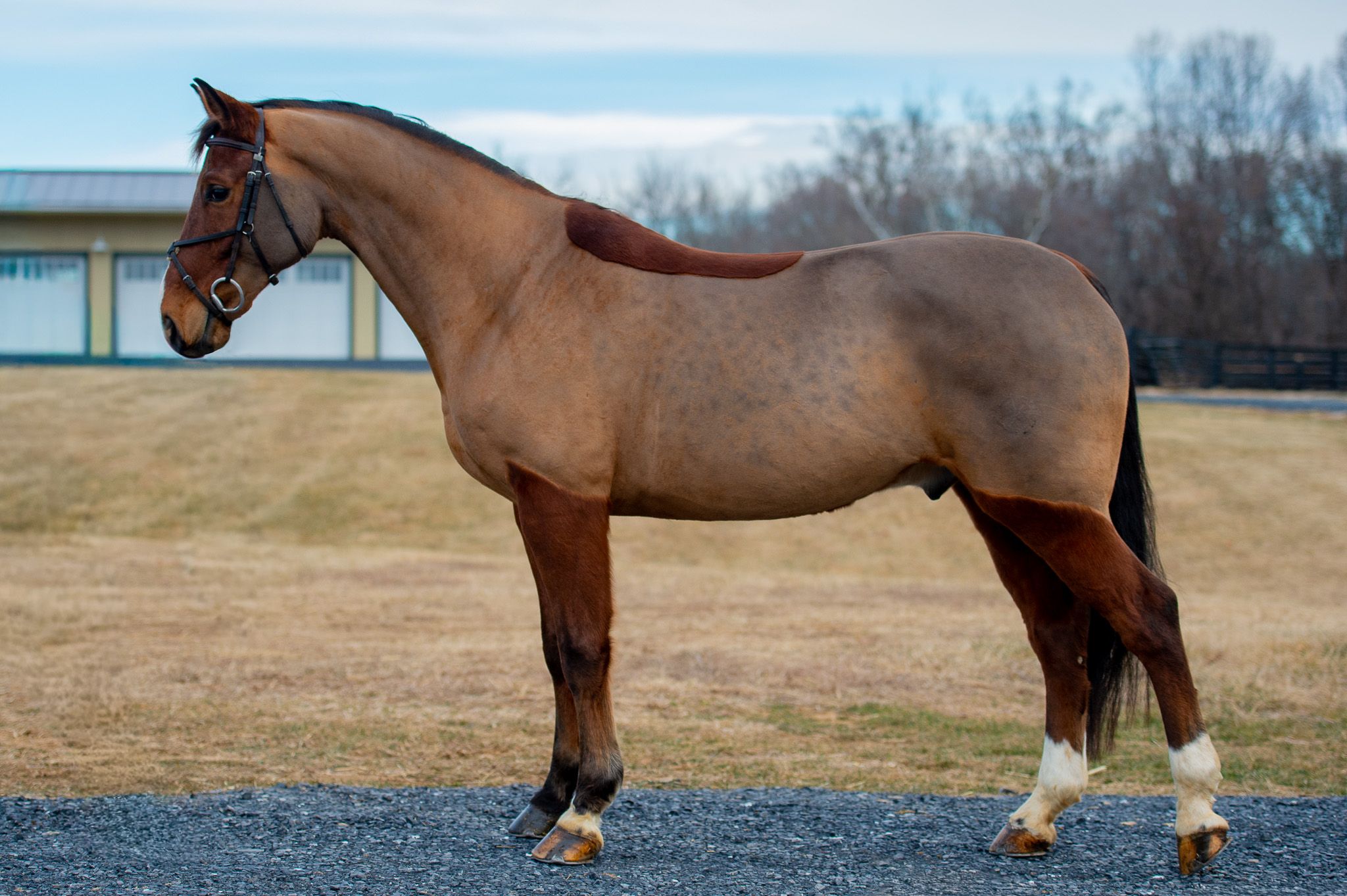 Belgian Warmblood springpaard gelding 7 岁 Bay 出售 - 照片 3