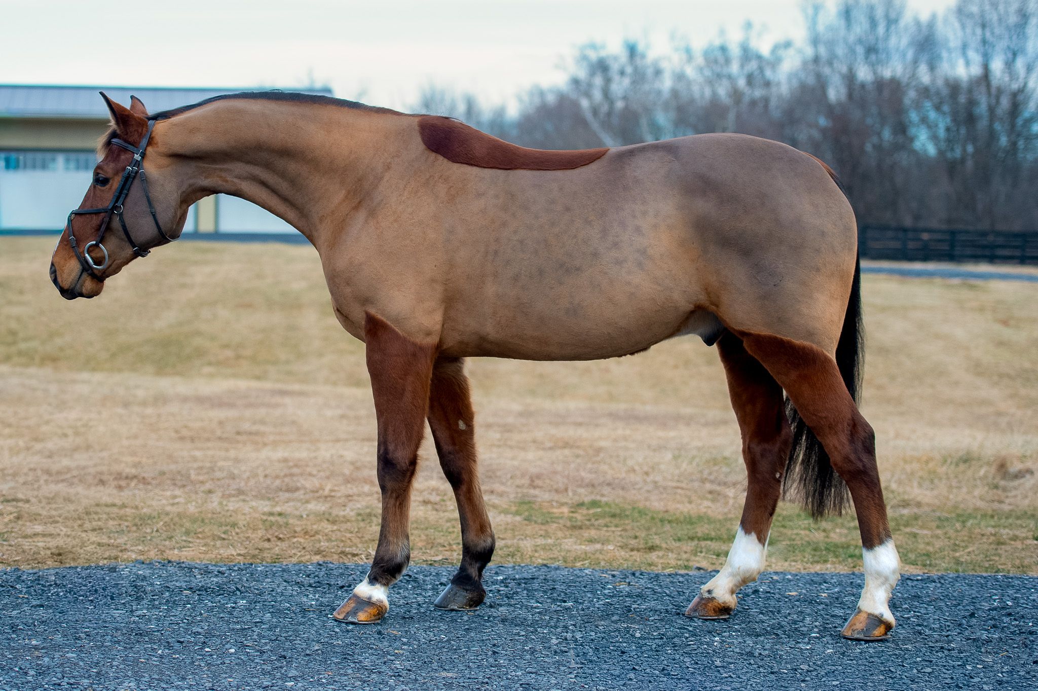 Belgian Warmblood springpaard gelding 7 岁 Bay 出售 - 照片 4