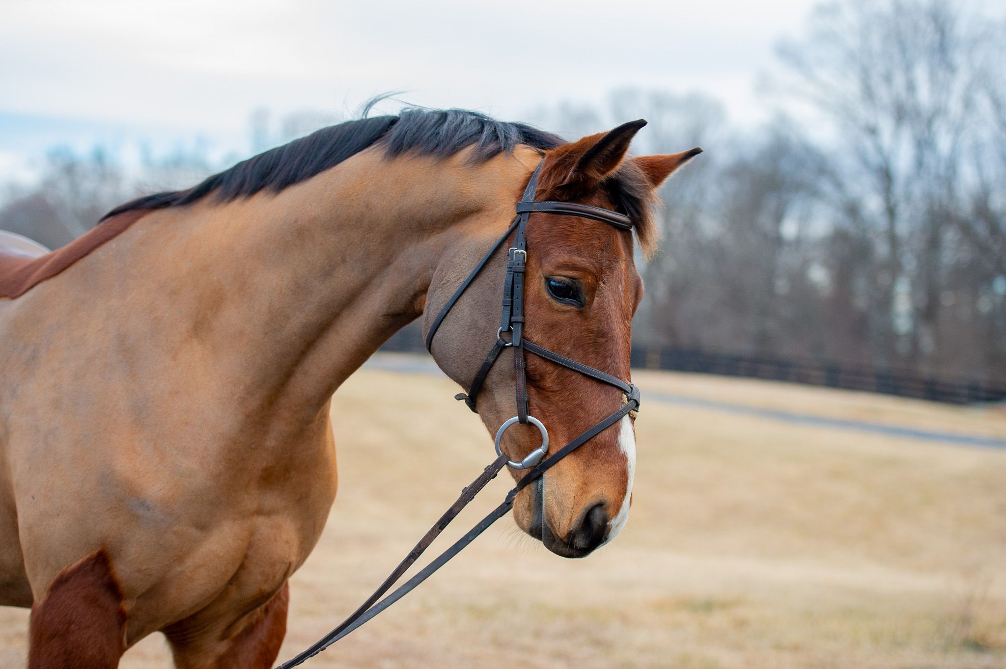 Belgian Warmblood springpaard gelding 7 岁 Bay 出售 - 照片 5