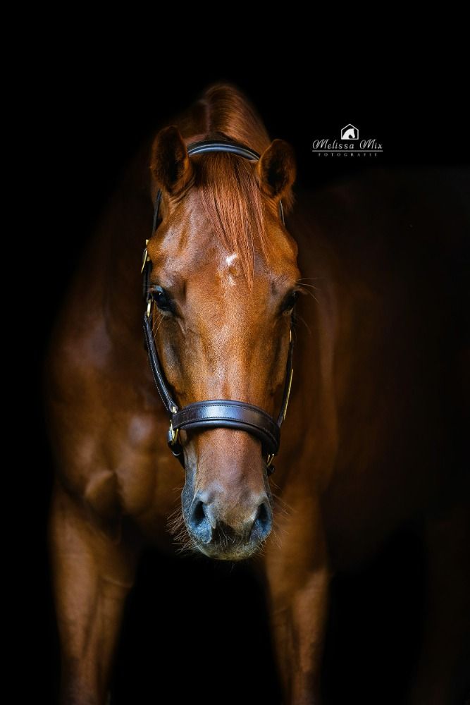 Doorlopend talentvolle paarden/pony's gezocht