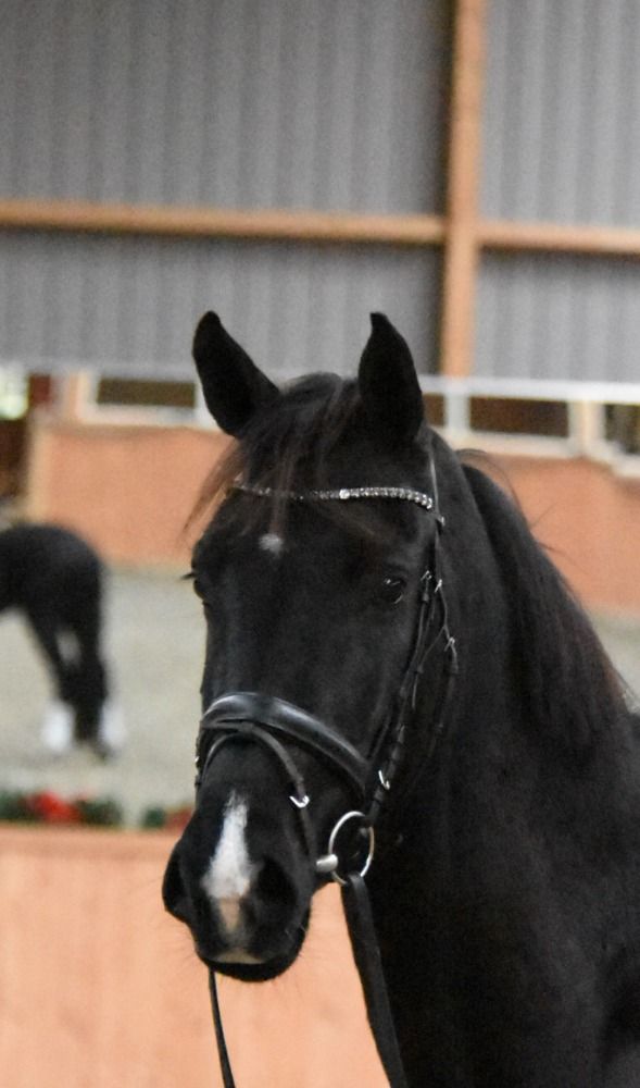 Lieve talentvolle 3 jarige ruin van Desperado