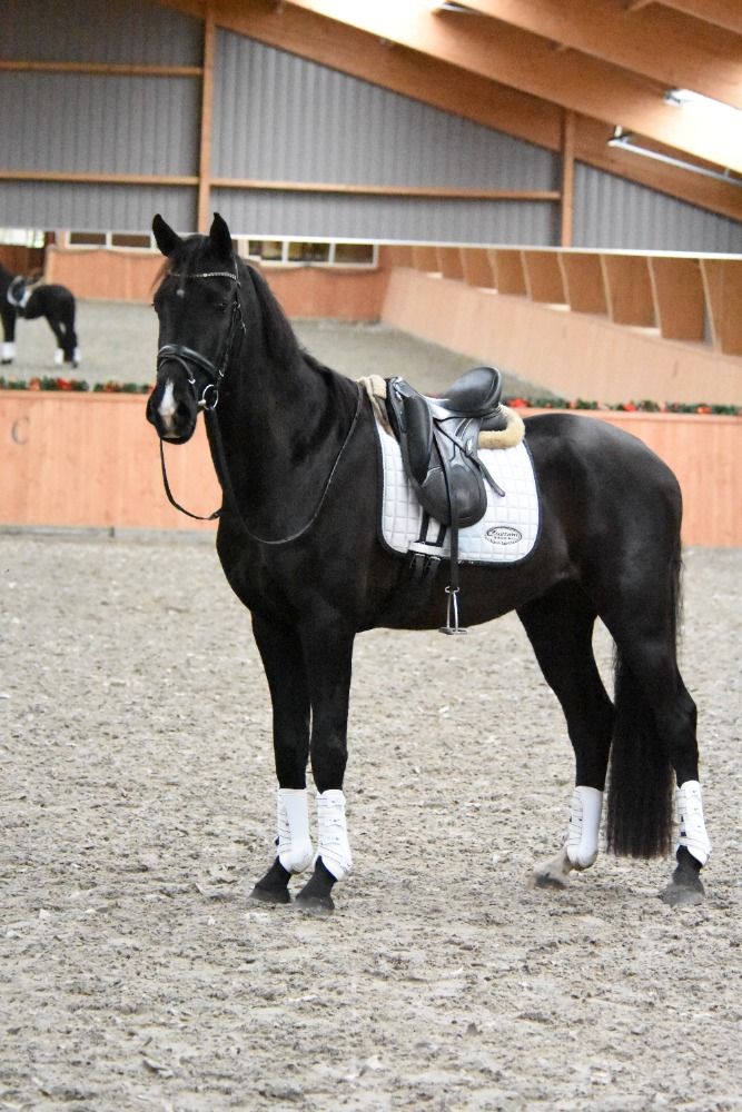 KWPN dressuurpaard Ruin 3 jaar Donkerbruin te koop - Foto 2