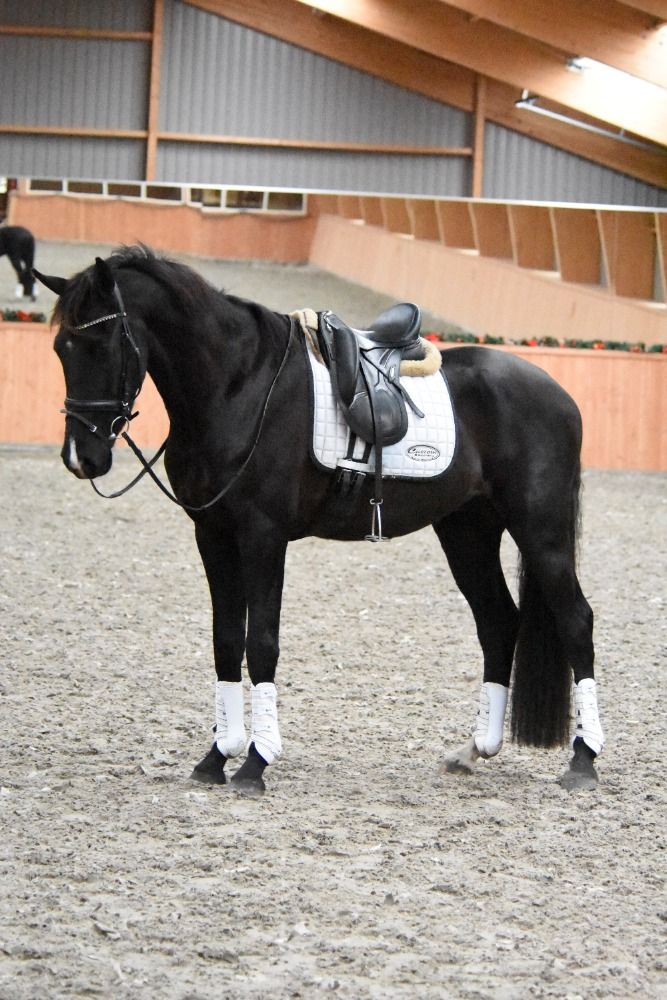KWPN dressuurpaard Ruin 3 jaar Donkerbruin te koop - Foto 3