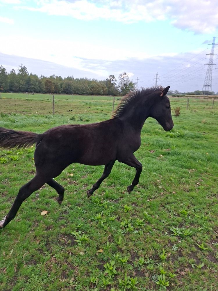 dressuurpaard Hengst Zwart te koop - Foto 3