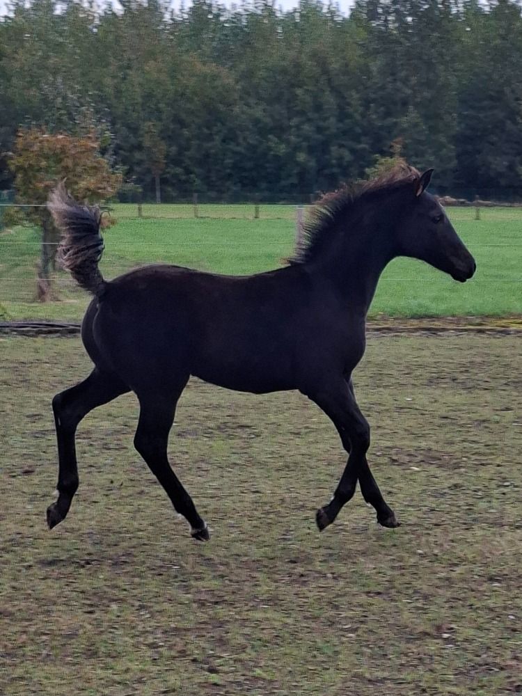 dressuurpaard Hengst Zwart te koop - Hoofdfoto