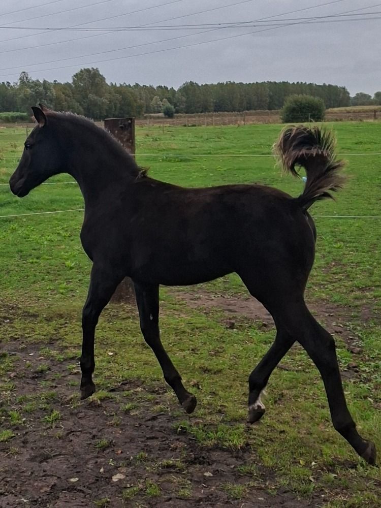 dressuurpaard Hengst Zwart te koop - Foto 2