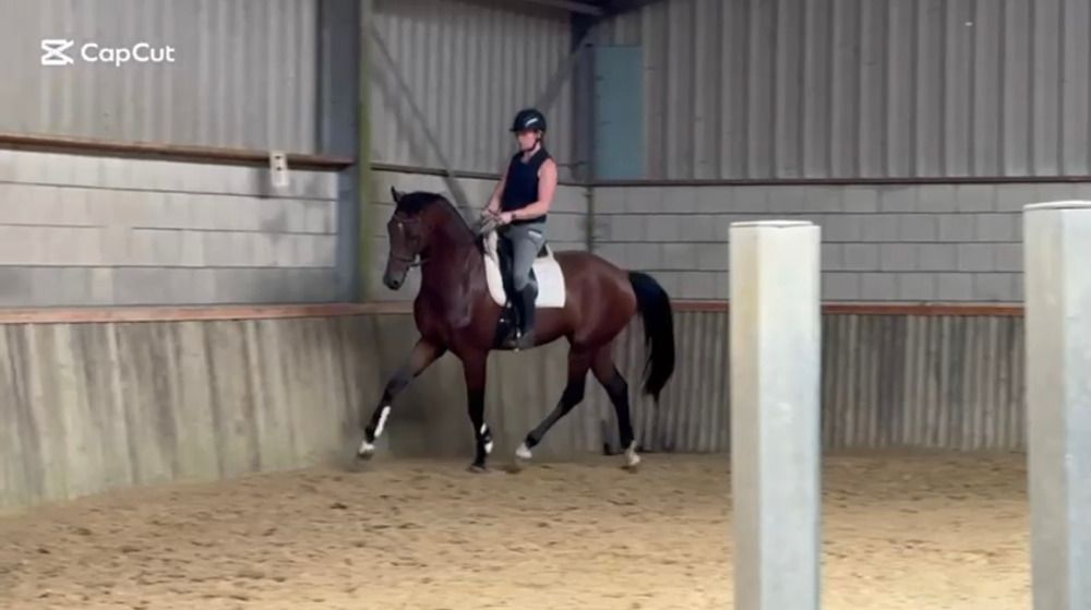 KWPN dressuurpaard Ruin 3 jaar Bruin te koop - Foto 4