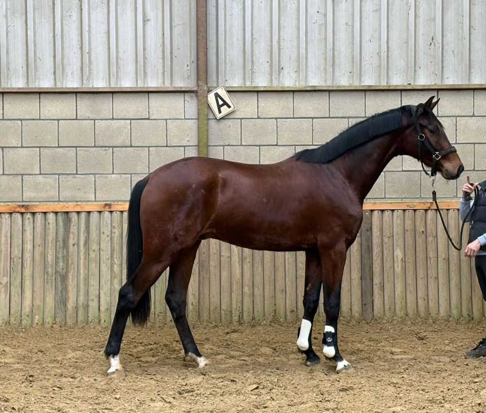 KWPN dressuurpaard Ruin 3 jaar Bruin te koop - Foto 2