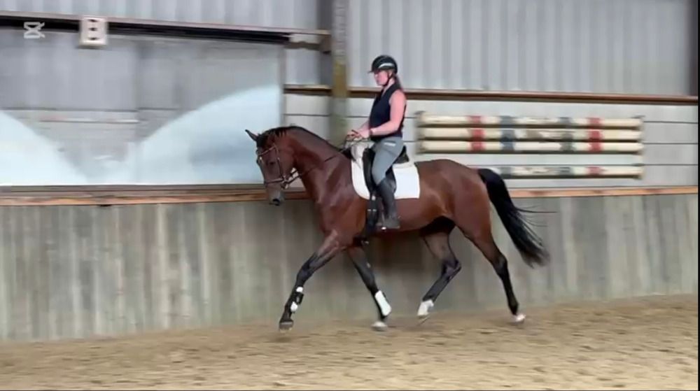 KWPN dressuurpaard Ruin 3 jaar Bruin te koop - Hoofdfoto
