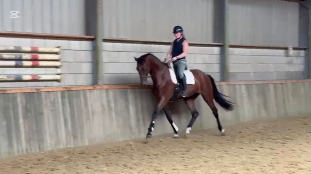 KWPN dressuurpaard Ruin 3 jaar Bruin te koop - Foto 5
