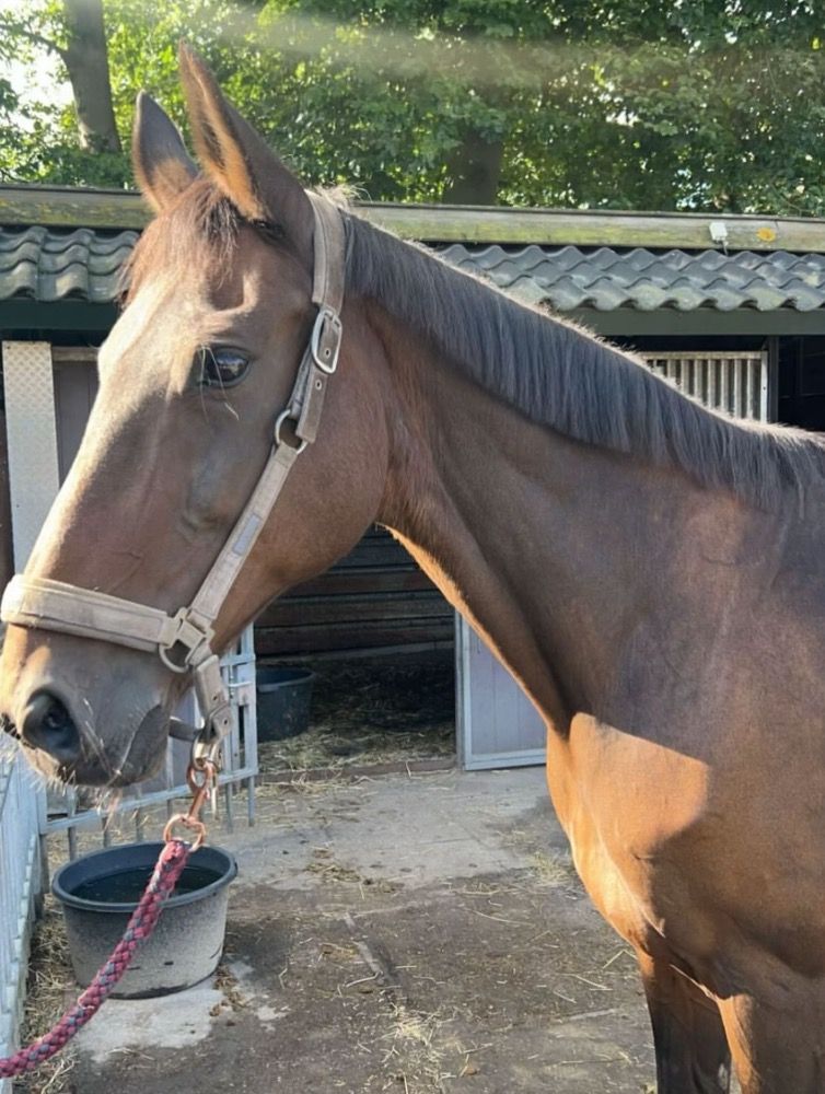 NRPS allrounder Merrie 21 jaar Bruin te koop - Foto 3