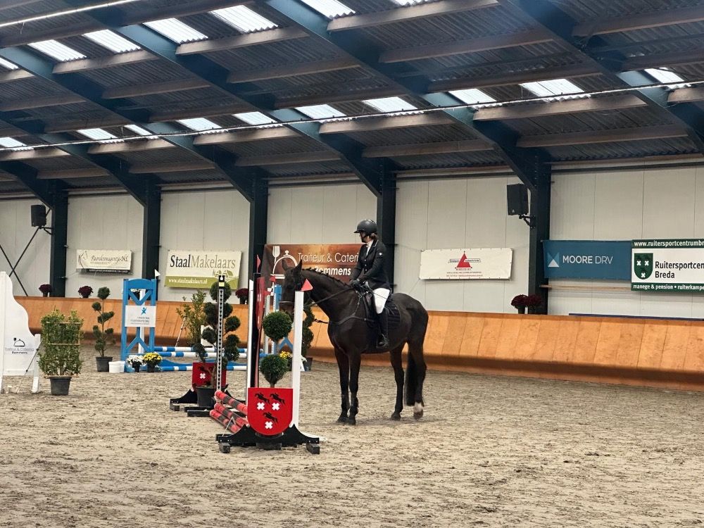 NRPS allrounder Merrie 21 jaar Bruin te koop - Foto 2