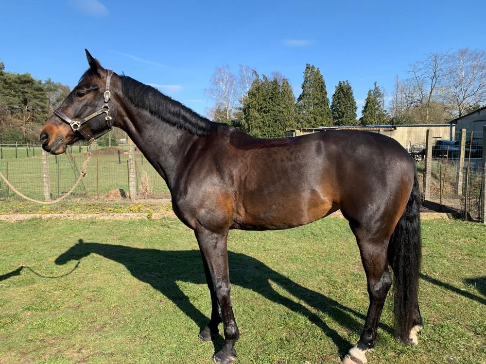 KWPN dressuurpaard Merrie 9 jaar Donkerbruin te koop - Hoofdfoto