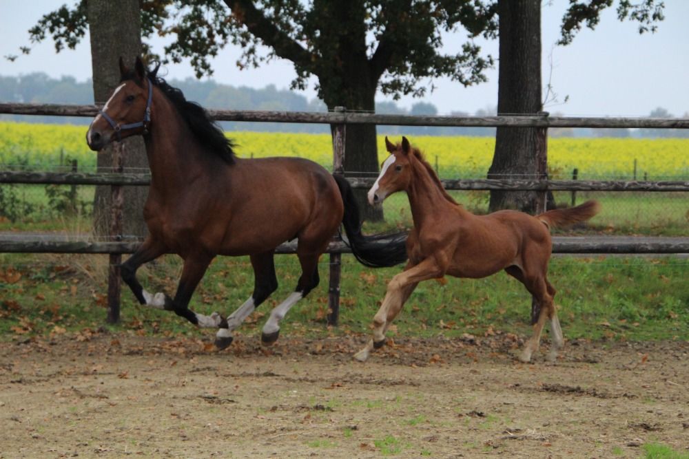 Zangersheide springpaard Hengst Vos te koop - Foto 3