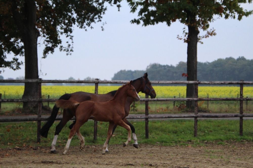 Zangersheide springpaard Hengst Vos te koop - Foto 2