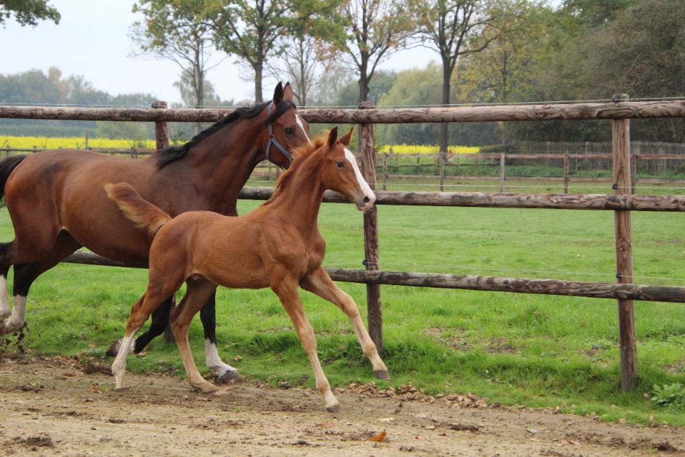Zangersheide springpaard Hengst Vos te koop - Foto 5