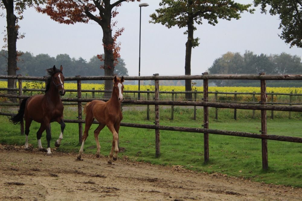 Zangersheide springpaard Hengst Vos te koop - Foto 4