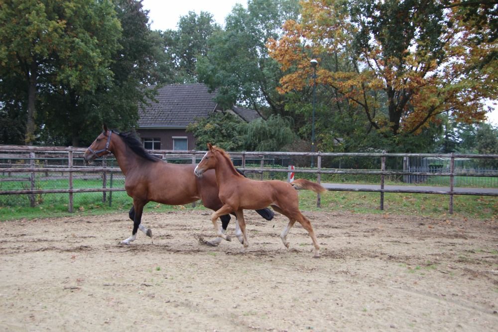 Zangersheide springpaard Hengst Vos te koop - Foto 6