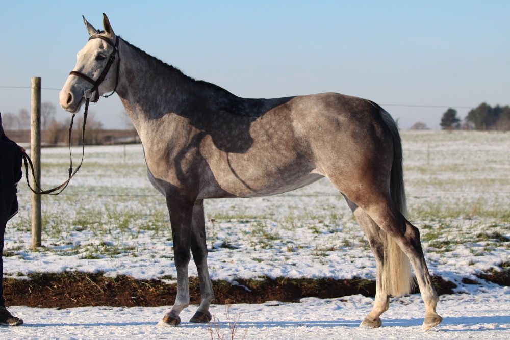 Zangersheide springpaard Merrie 7 years old Schimmel for sale - Photo 6