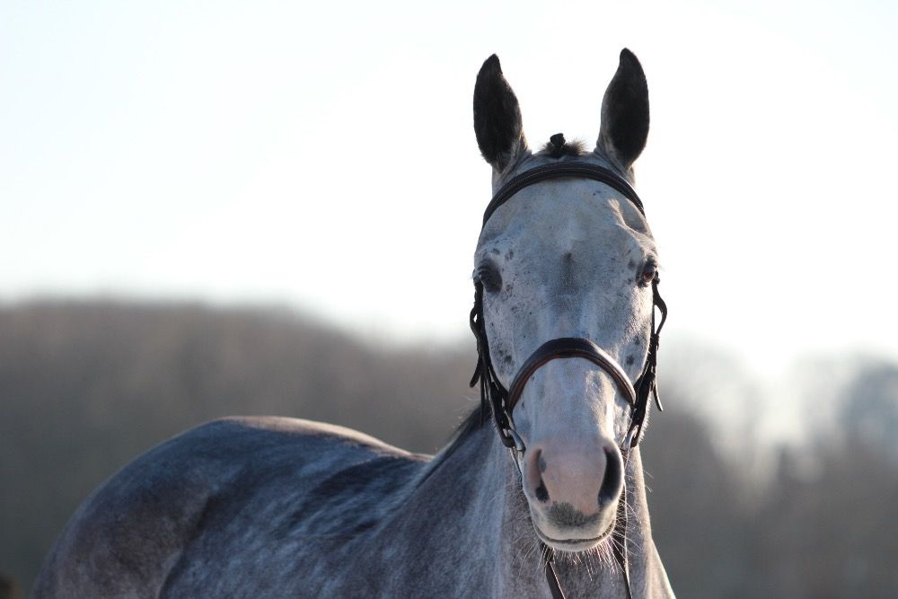 Zangersheide springpaard Merrie 7 years old Schimmel for sale - Photo 5