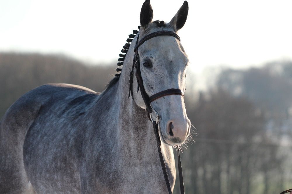 Zangersheide springpaard Merrie 7 years old Schimmel for sale - Main photo