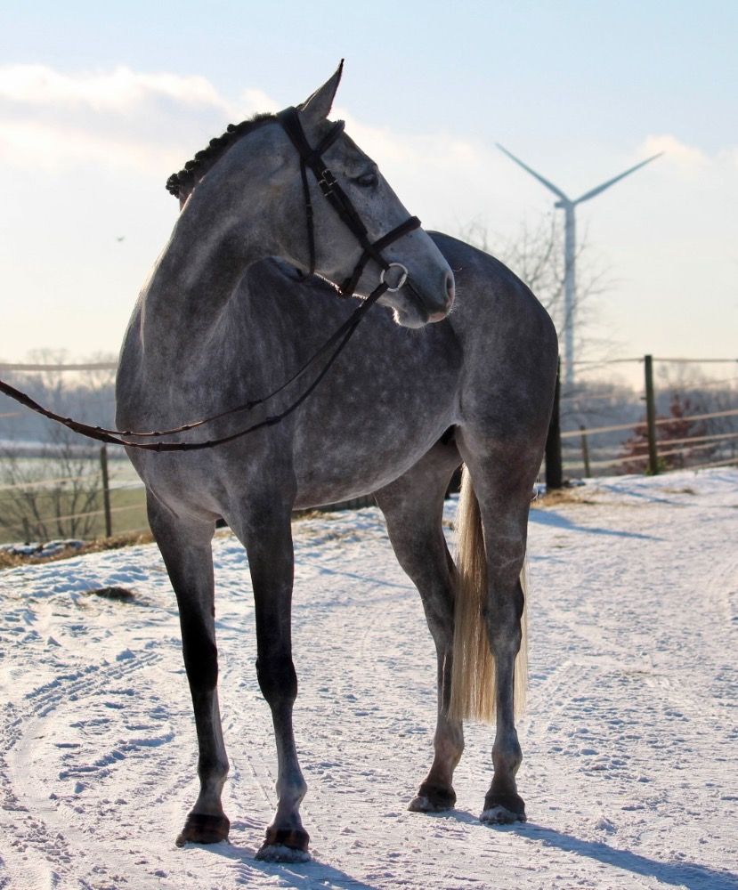 Zangersheide springpaard Merrie 7 years old Schimmel for sale - Photo 2